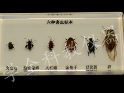 43150昆虫标本