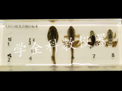 蛙发育顺序标本