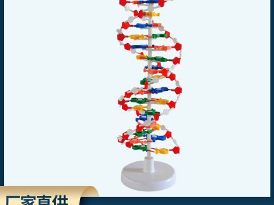 DNA教学结构模型 双螺旋高中碱基对遗传基因生物教学仪器模型